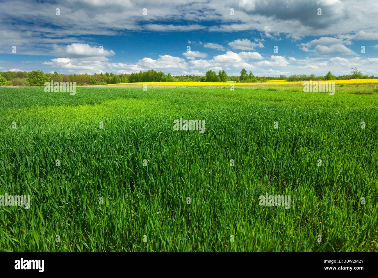 Frisch wachsendes grünes Feld und Wolken am Himmel, Blick auf den ländlichen Frühling mit lebhaften Farben Stockfoto