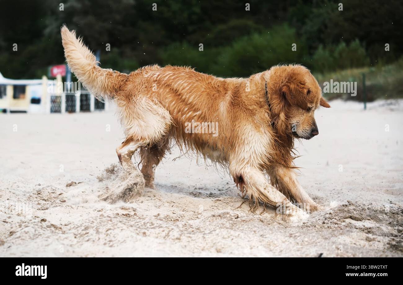 Glücklicher, entzückender Golden Retriever Hund, der mit Einem Spielzeugstock an Einem Sandstrand spielt Stockfoto