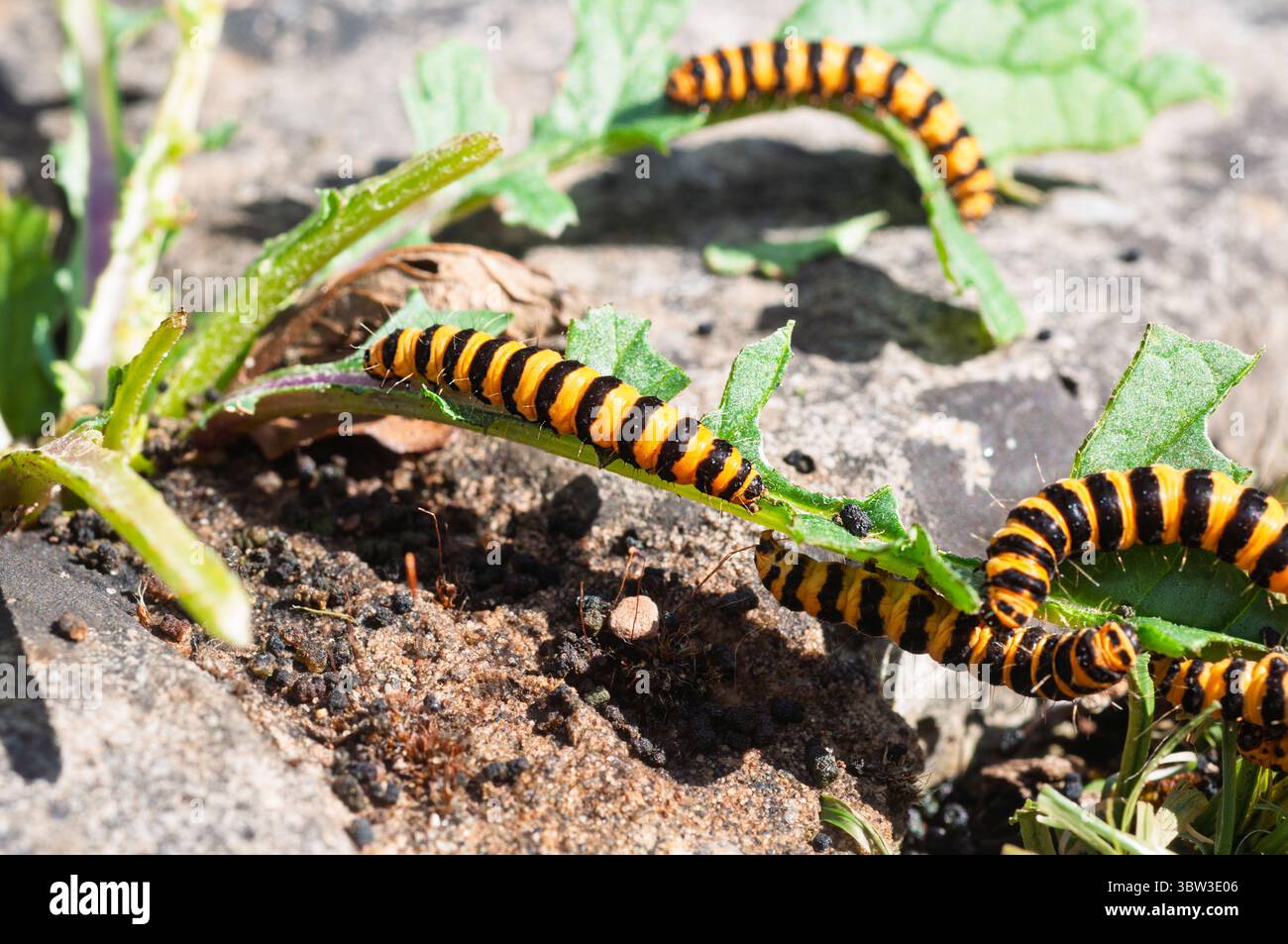 Zinnober-Raupen sind leicht an ihren schwarz-gelb gestreiften Körpern zu erkennen, eine Färbung, die Raubtiere vor ihrer Toxizität warnt. Stockfoto