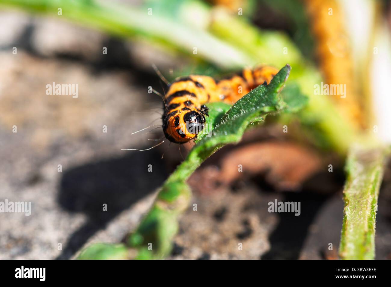 Zinnoberraupen sind leicht an ihren schwarz-gelb gestreiften Körpern zu erkennen, eine Färbung, die Raubtiere vor ihrer Toxizität warnt. Stockfoto