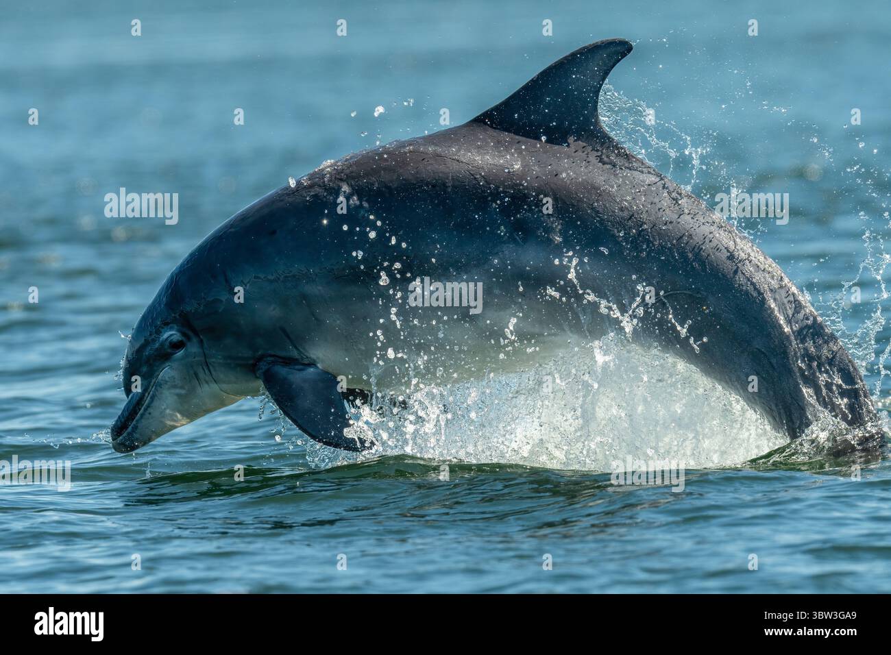 Großer Tümmler (Tursiops truncatus), der aus dem Wasser springt, Chanonry Point, Schottland Stockfoto