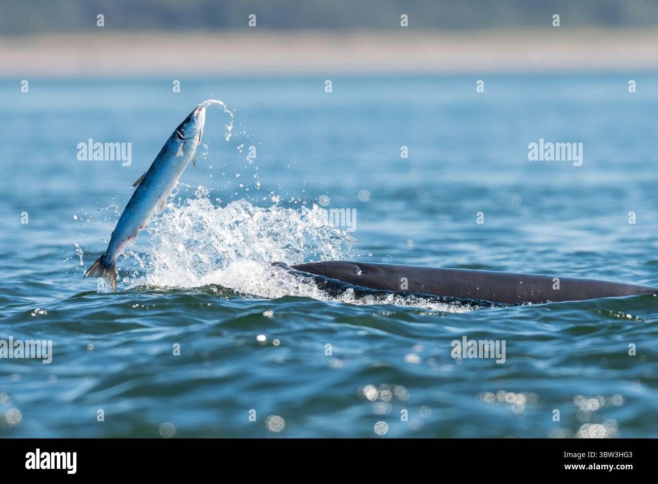 Delfinjagd Lachs, Chanonry Point, Schottland Stockfoto