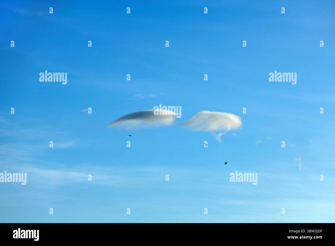 Zwei Lentikulare Wolken schweben gegen einen blauen Himmel am frühen Abend, unter denen zwei Krähen schweben, während sie sich in Richtung ihres Schlafzimmers für die Nacht bewegen. Stockfoto