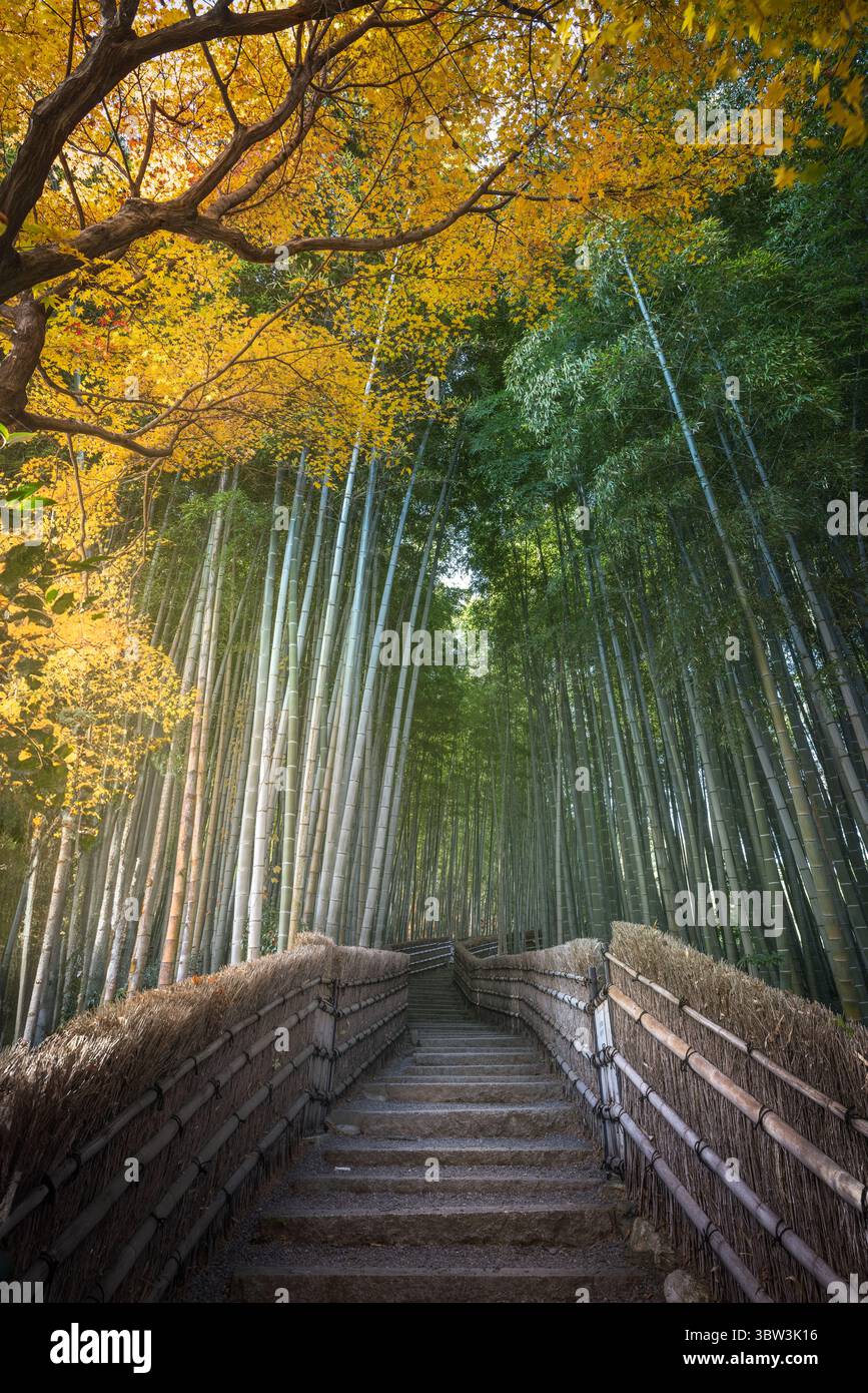 Blick auf Steintreppen hinauf zu einem Bambuswald, wo goldenes Laub auf die lebendigen grünen Stiele in einer ruhigen Szene trifft, Kyoto, Japan. Stockfoto