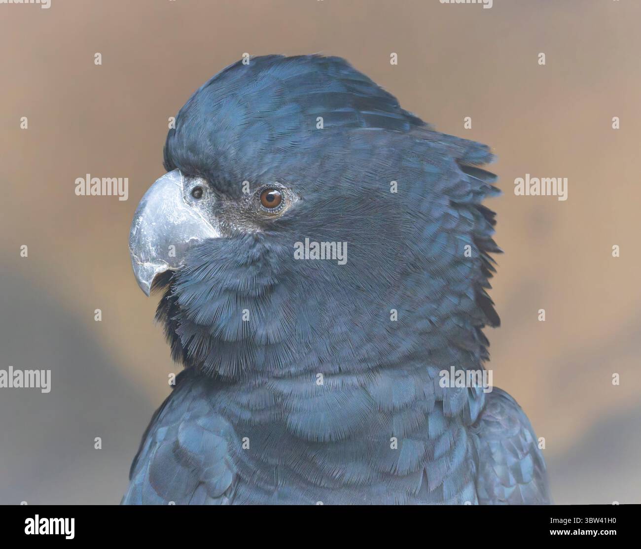 Nahaufnahme eines schwarzen Rotschwanzkakadu (Calyptorhynchus banksii) Stockfoto