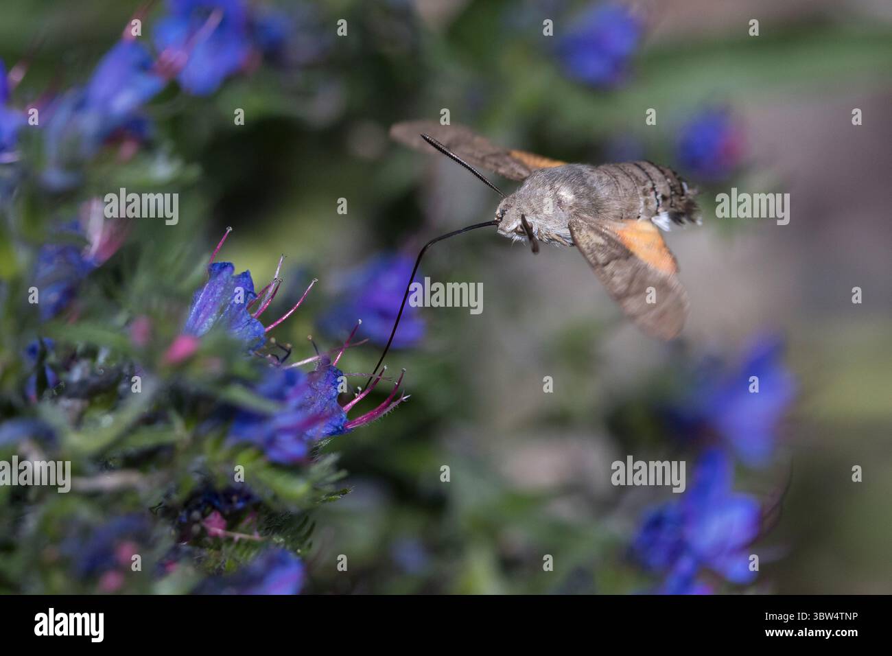 Taubenschwänzchen, im Schwirrflug, Flug, fliegend vor Blüte, Natternkopf, Natternzunge, Nektarsuche, Blütenbesuch, Bestäubung, Saugrüssel, Taubenschwa Stockfoto