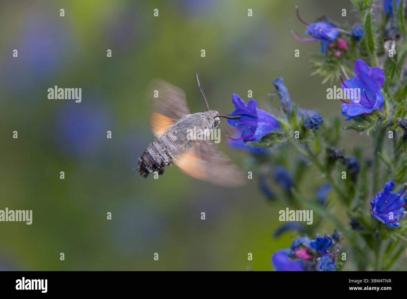 Taubenschwänzchen, im Schwirrflug, Flug, fliegend vor Blüte, Natternkopf, Natternzunge, Nektarsuche, Blütenbesuch, Bestäubung, Saugrüssel, Taubenschwa Stockfoto