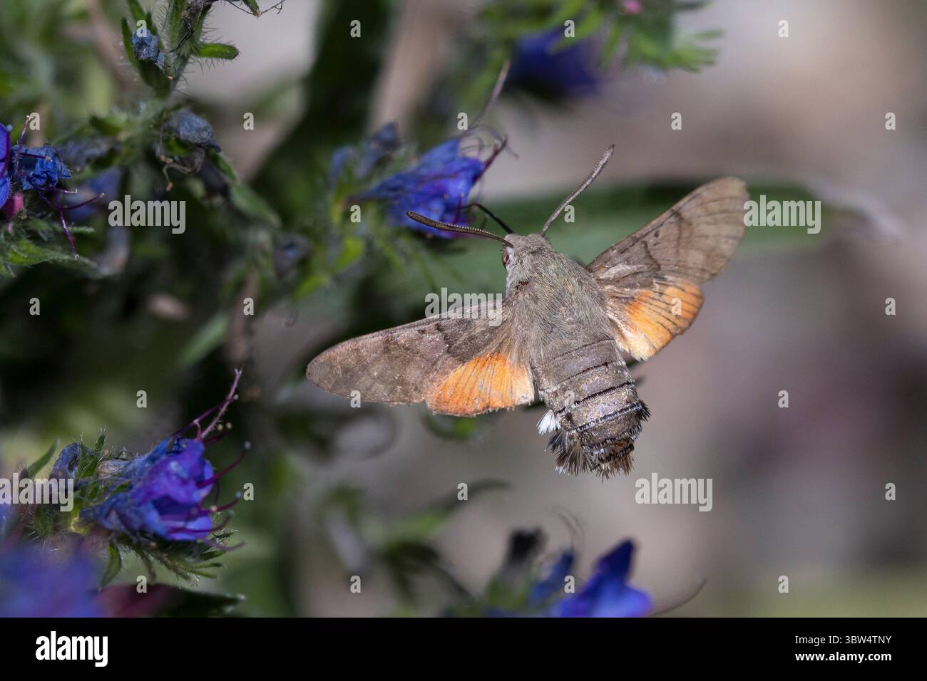 Taubenschwänzchen, im Schwirrflug, Flug, fliegend vor Blüte, Natternkopf, Natternzunge, Nektarsuche, Blütenbesuch, Bestäubung, Saugrüssel, Taubenschwa Stockfoto
