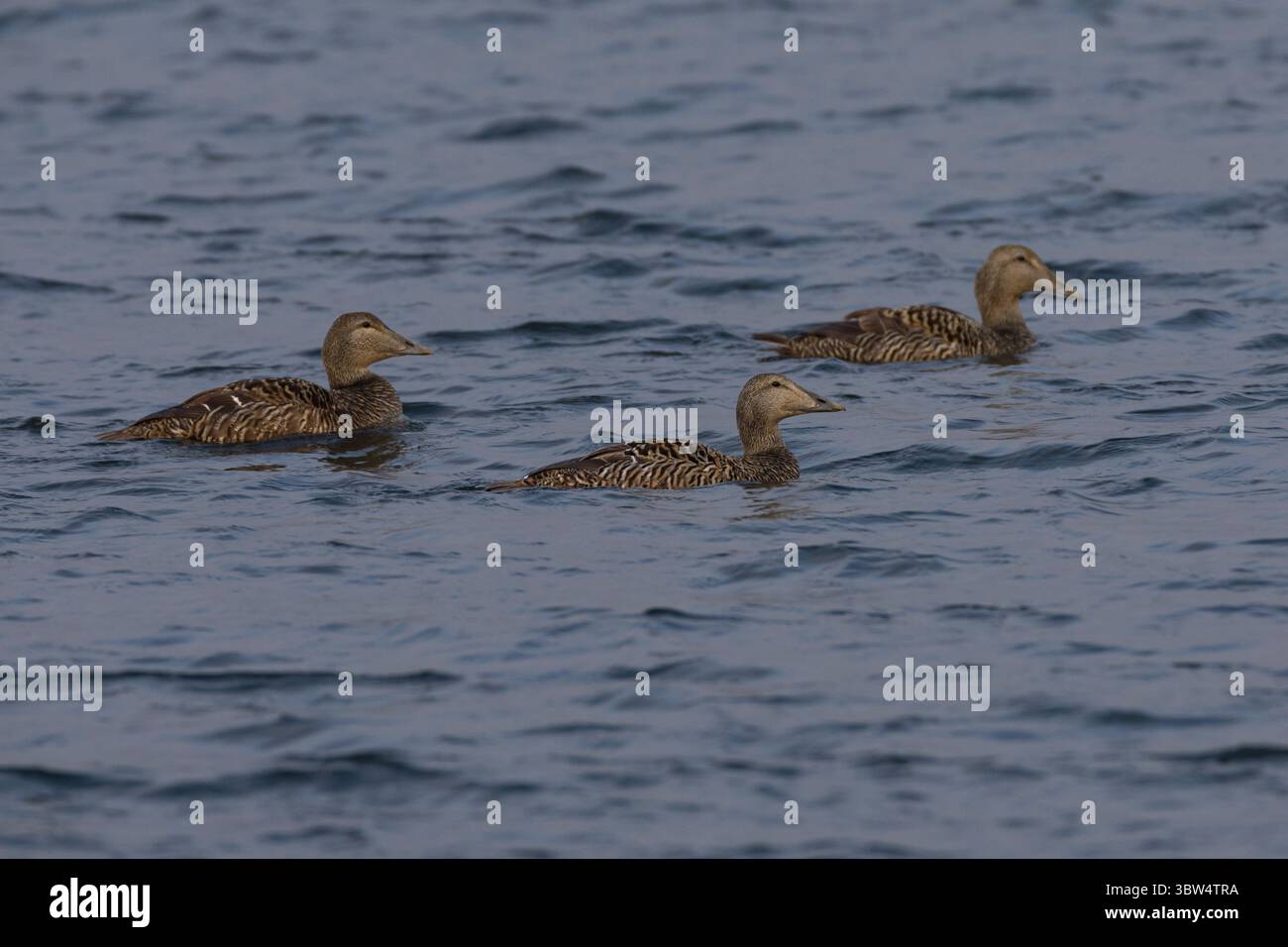 Eiderente, Eider-Ente, Weibchen, Trupp, Meeresente, Meeresenten, Somateria mollissima, Eider, Eider, weiblich, L'Eider à Bettdecke Stockfoto