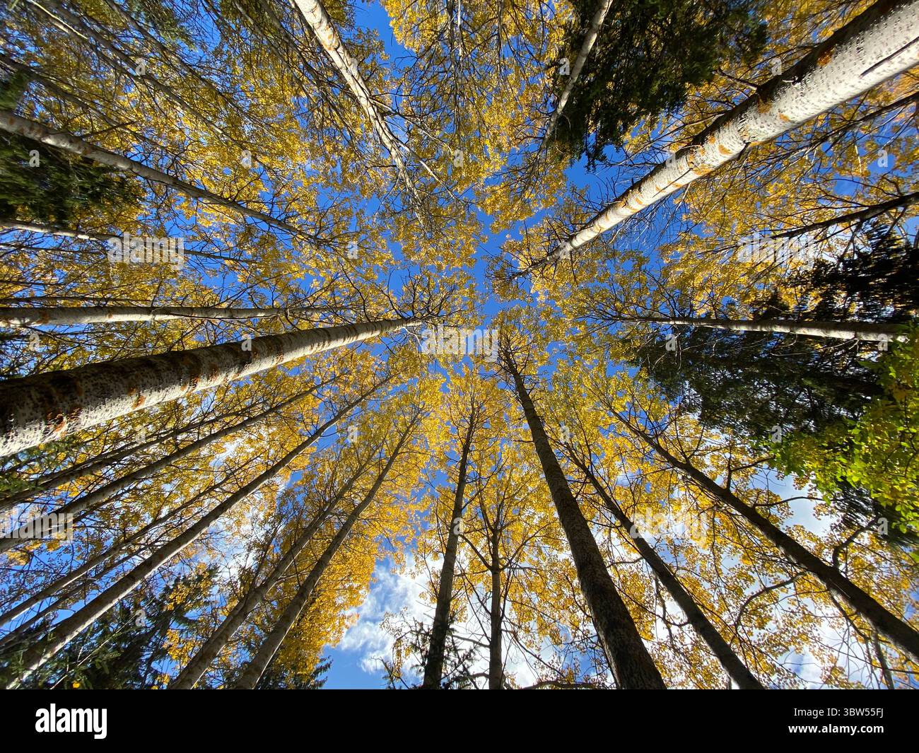 Blick auf das goldene Baumdach und den klaren blauen Herbsthimmel. Stockfoto