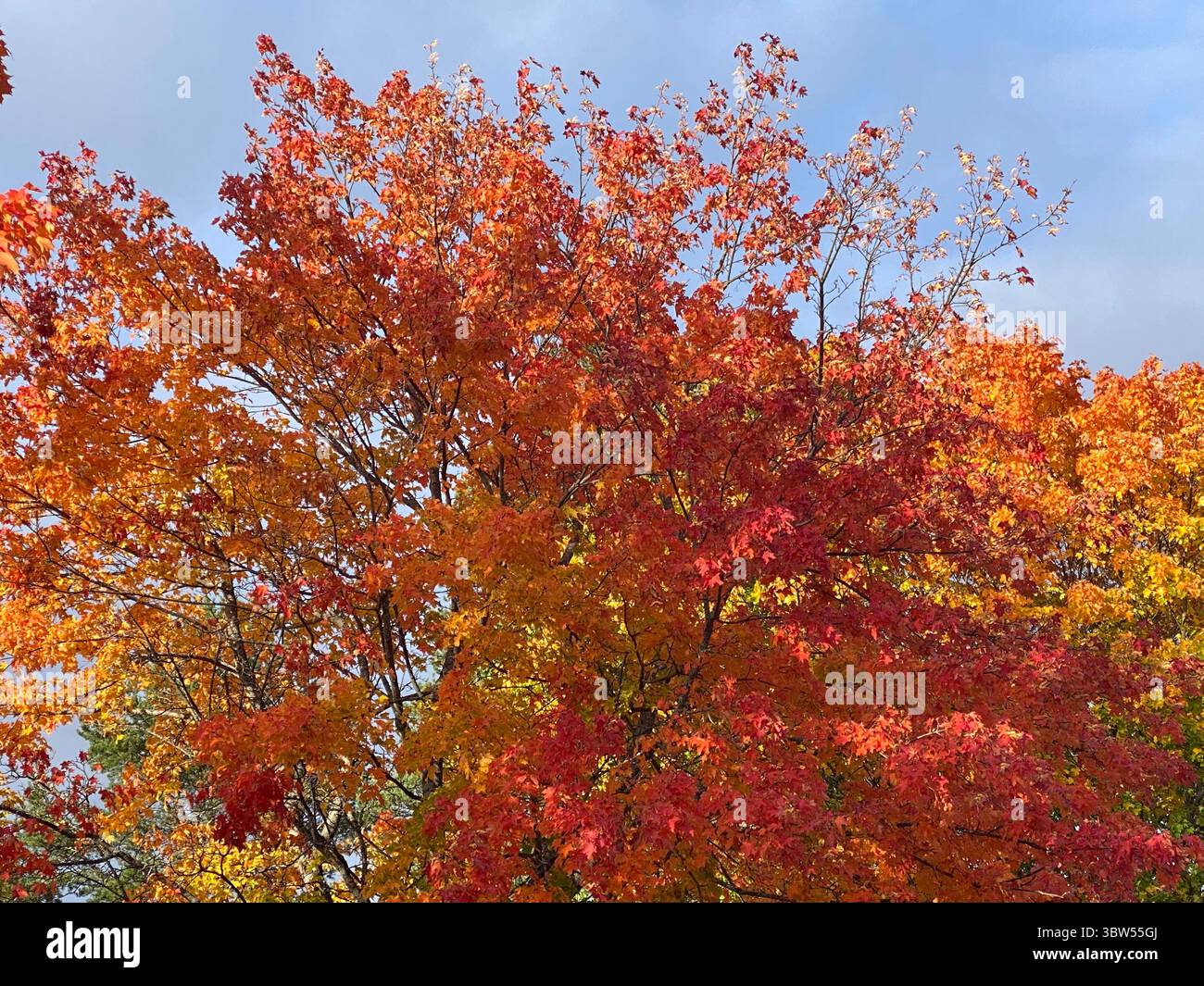 Ein atemberaubender Herbstbaum mit leuchtendem Rot- und orangenem Herbstlaub unter klarem Himmel. - Smartphone-aufgenommenes Stockfoto