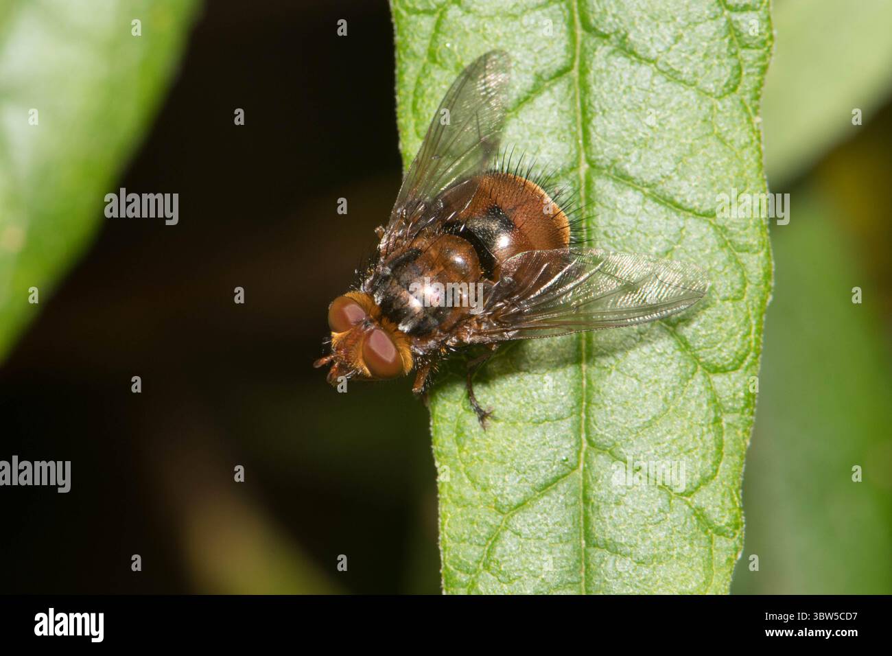 Große rote Borsten fliegen auf grünem Blatt. Stockfoto