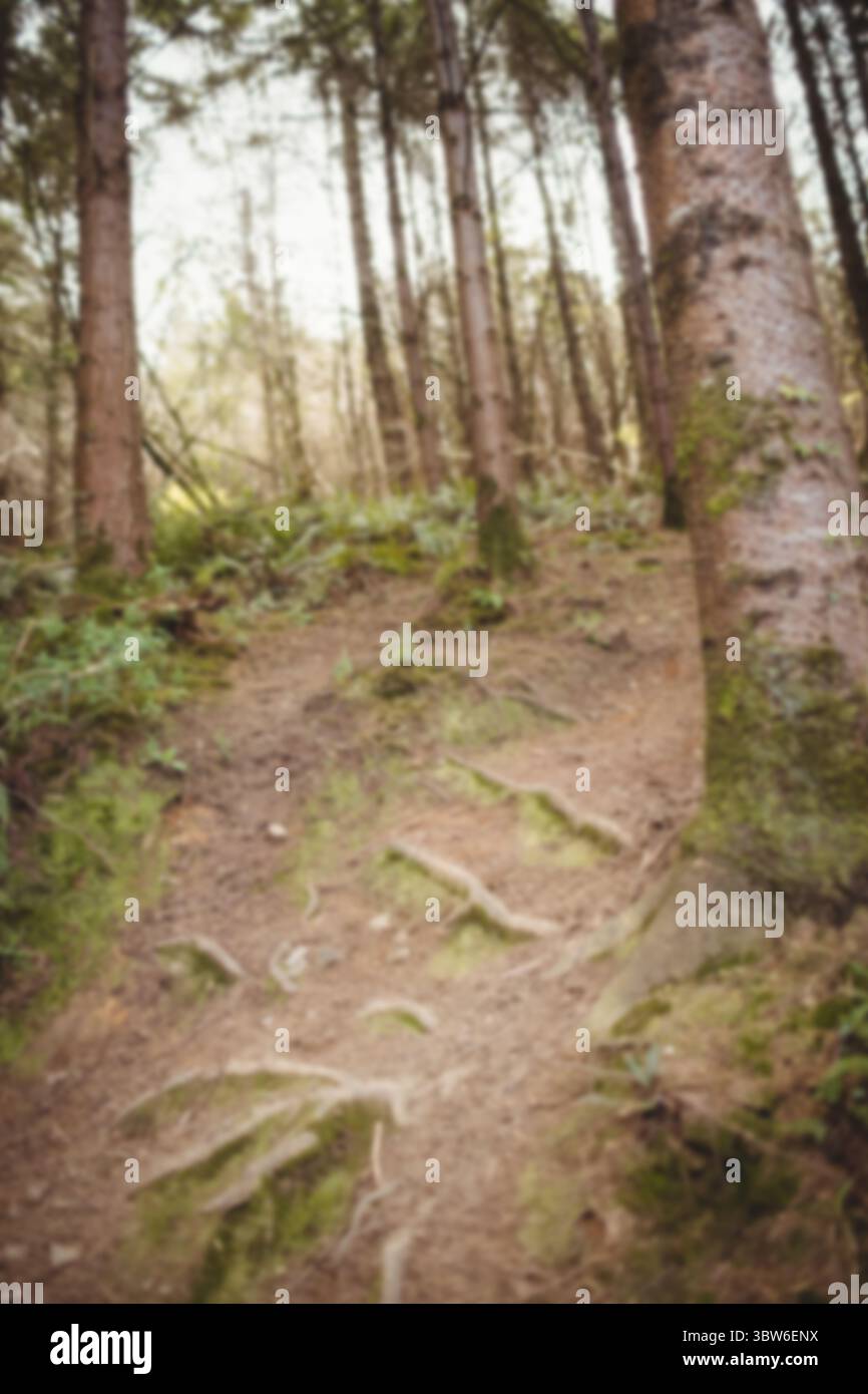 Ruhige Waldszene Stockfoto