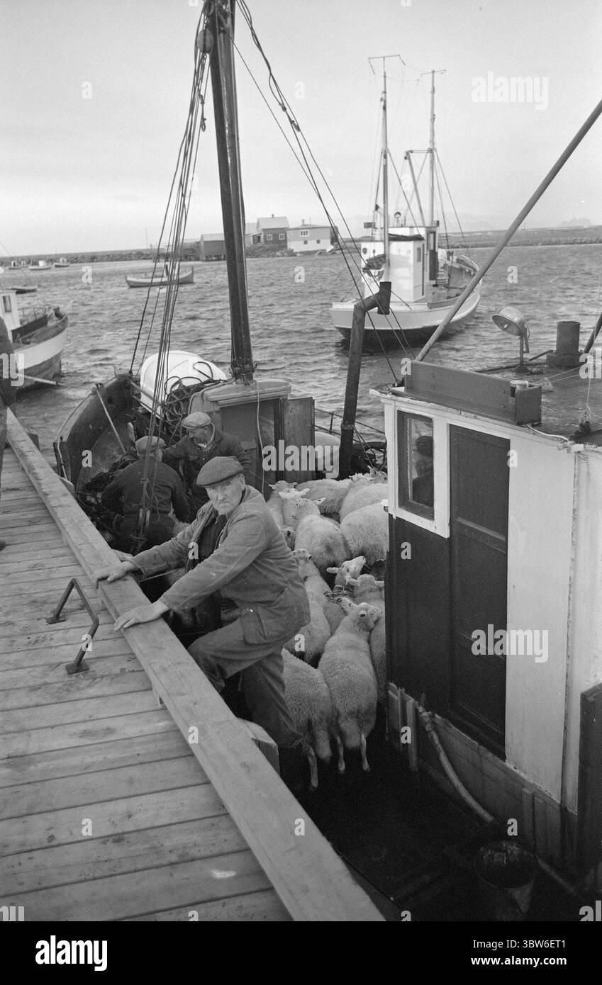 Aktuell 50-4-1970: Das Land der tausend Inseln. Der Røst-Archipel besteht aus tausend Inseln, Riffen und Inselchen. Die Røst væring leben auf einer, in Røstlandet, die einem Pfannkuchen ähnelt, umgeben von tosenden Meeren. Røst ist eine wachsende Gemeinde und die Gemeinde wird bald ihre erste Filet-Fabrik erhalten. Die Schafe in Røst gehen den ganzen Winter nach draußen. Die Schafzucht ist heute eine Nebenbeschäftigung der Røstværings.während der jährlichen Schafsversammlung fanden sie 1431 die Schiffbrüchigen Italiener auf Sandøya. Foto: Sverre A. Børretzen / aktuell / NTB ***das Foto ist nicht bearbeitetes Bild*** Stockfoto