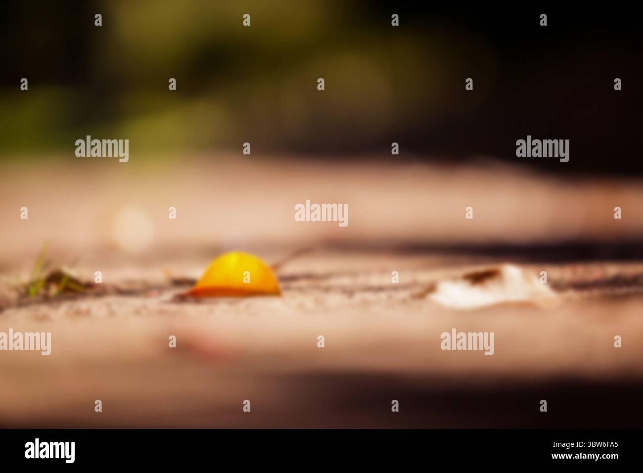 Oberflächennahe Sicht auf trockene Blätter auf dem Fußweg Stockfoto