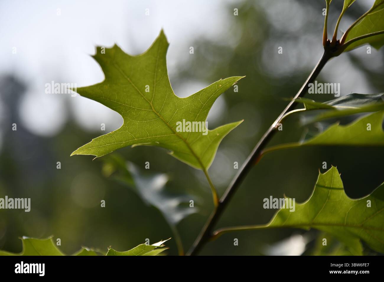 Nahaufnahme hinterleuchteter junger Eichenblätter im Frühsommer Stockfoto