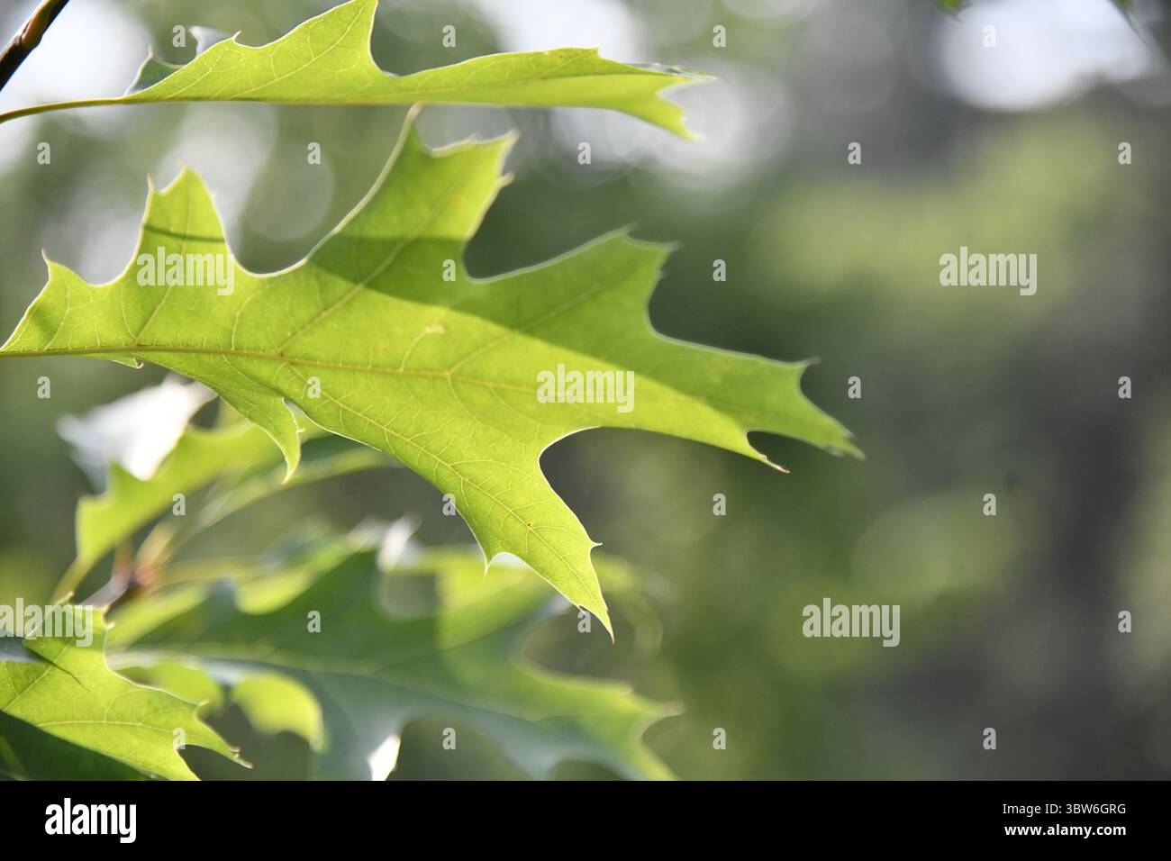 Nahaufnahme hinterleuchteter junger Eichenblätter im Frühsommer Stockfoto