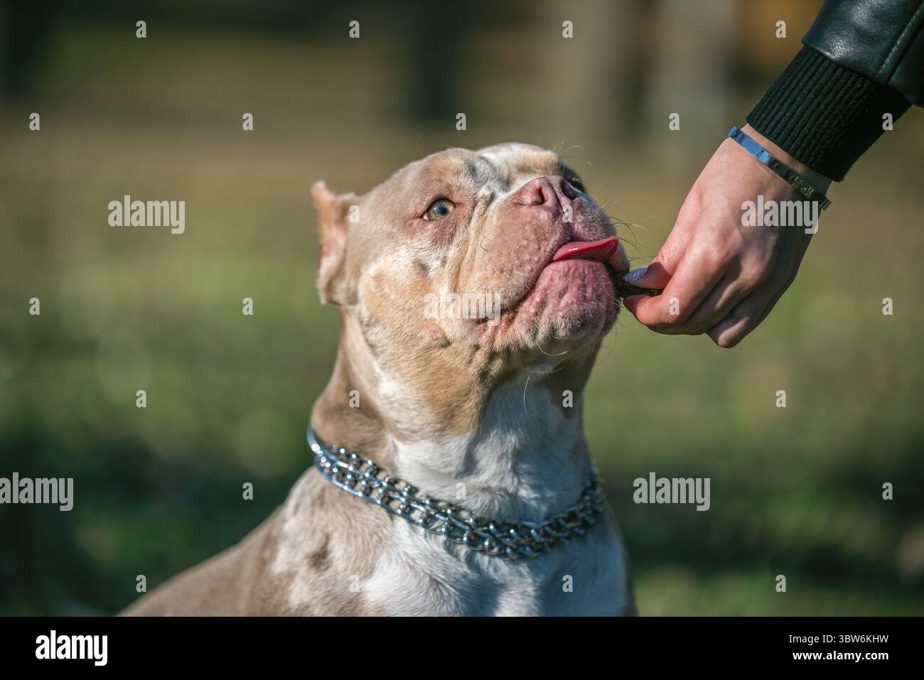 Ermutigung beim Training einer weiblichen Hand, die einen Hund der amerikanischen Tyrannerasse füttert Stockfoto