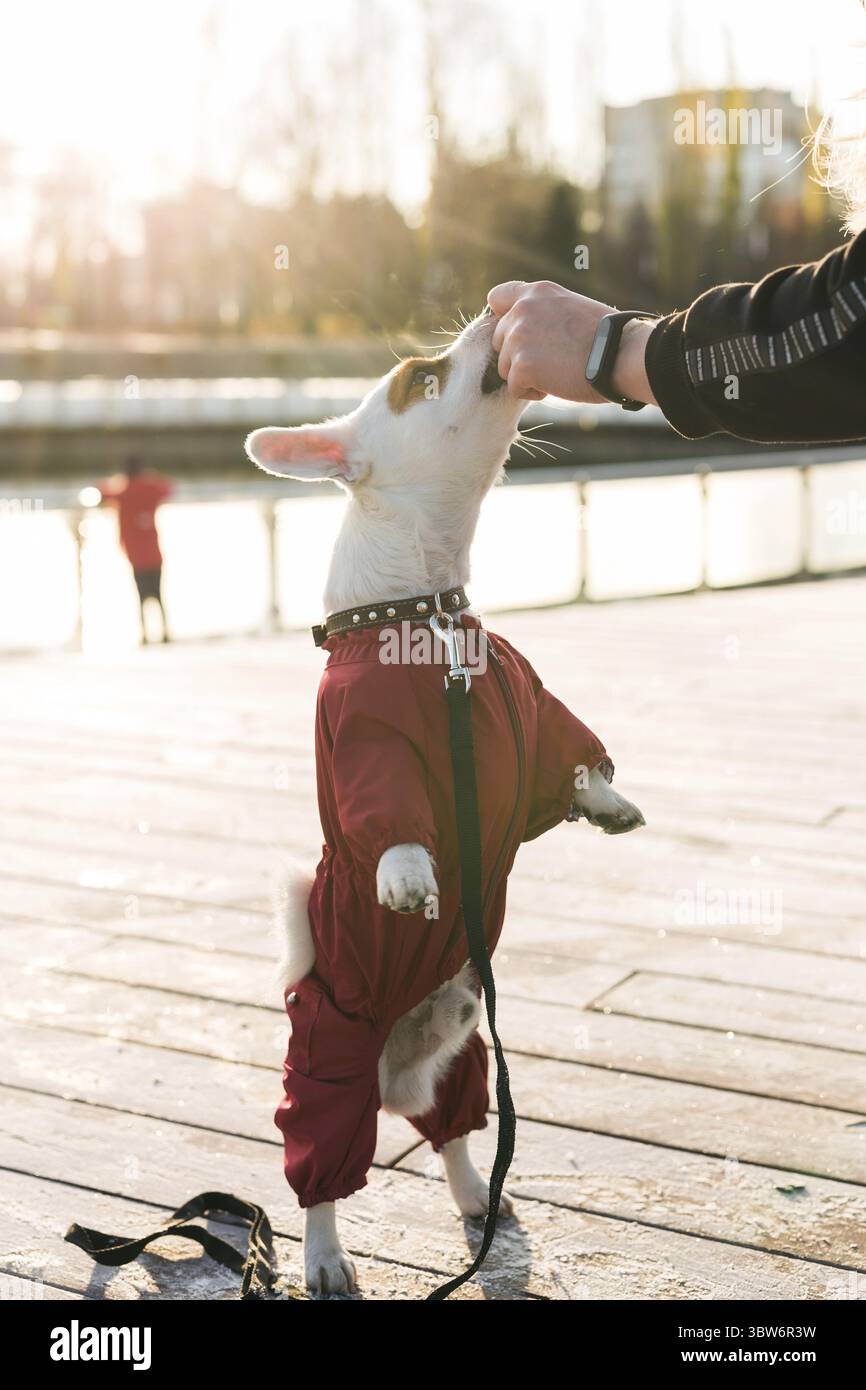 Frau trainiert Welpen Jack russell Terrier im Herbst- oder Winterpark und gibt Leckereien für Hund, der auf Hinterbeinen steht, seitliche Ansicht. Gehorsamstraining für Hunde c Stockfoto
