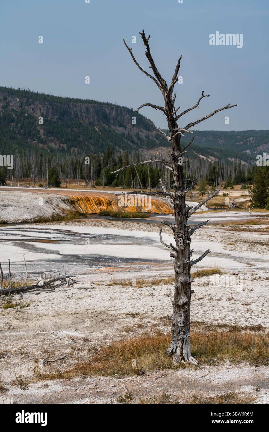 15. September 2020, Yellowstone National Park, Wyoming, Vereinigte Staaten: Eine tote Lodgepole-Kiefer im Black Sand Basin des Yellowstone National Park in Wyoming, USA. (Kreditbild: © Jon G. Fuller/VW Pics via ZUMA Wire) Stockfoto