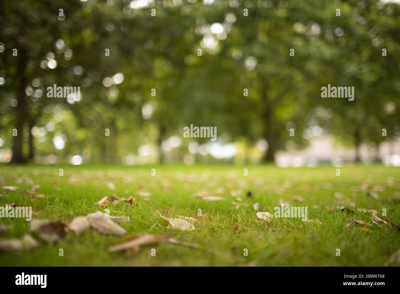 Das flache Design zeigt ein Stück Gras mit verstreuten trockenen Blättern und verschwommenem Baumhintergrund Stockfoto