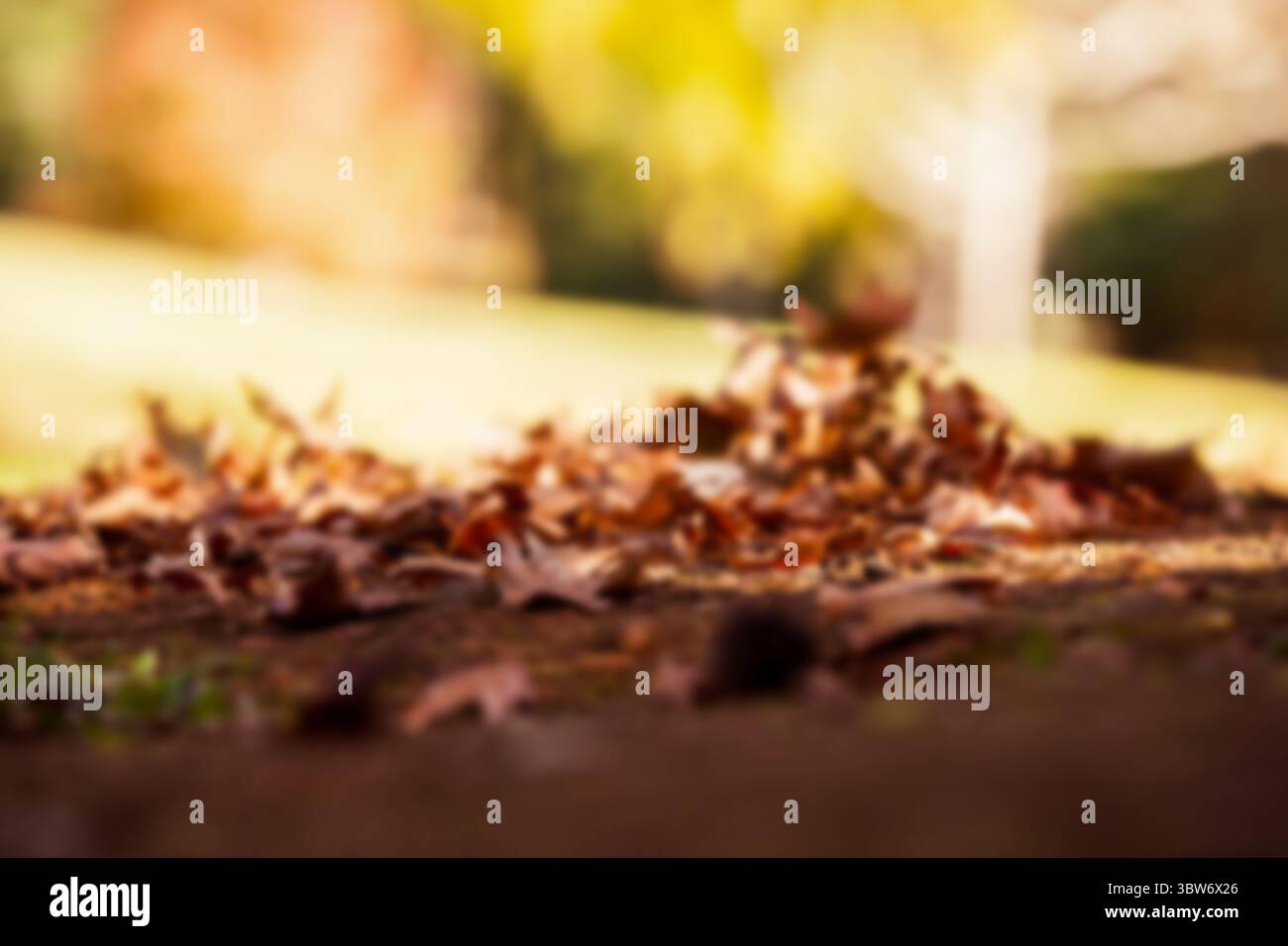 Oberflächennahe Ansicht der trockenen Blätter Stockfoto