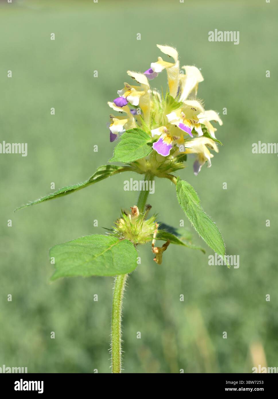 Grossblütige Hanfnessel Galeopsis speciosa auf grünem Hintergrund Stockfoto