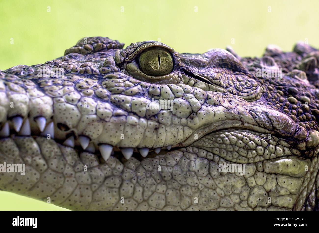 Krokodilkopf mit Zahnmund und gelbem Auge aus nächster Nähe auf grünem Hintergrund Stockfoto