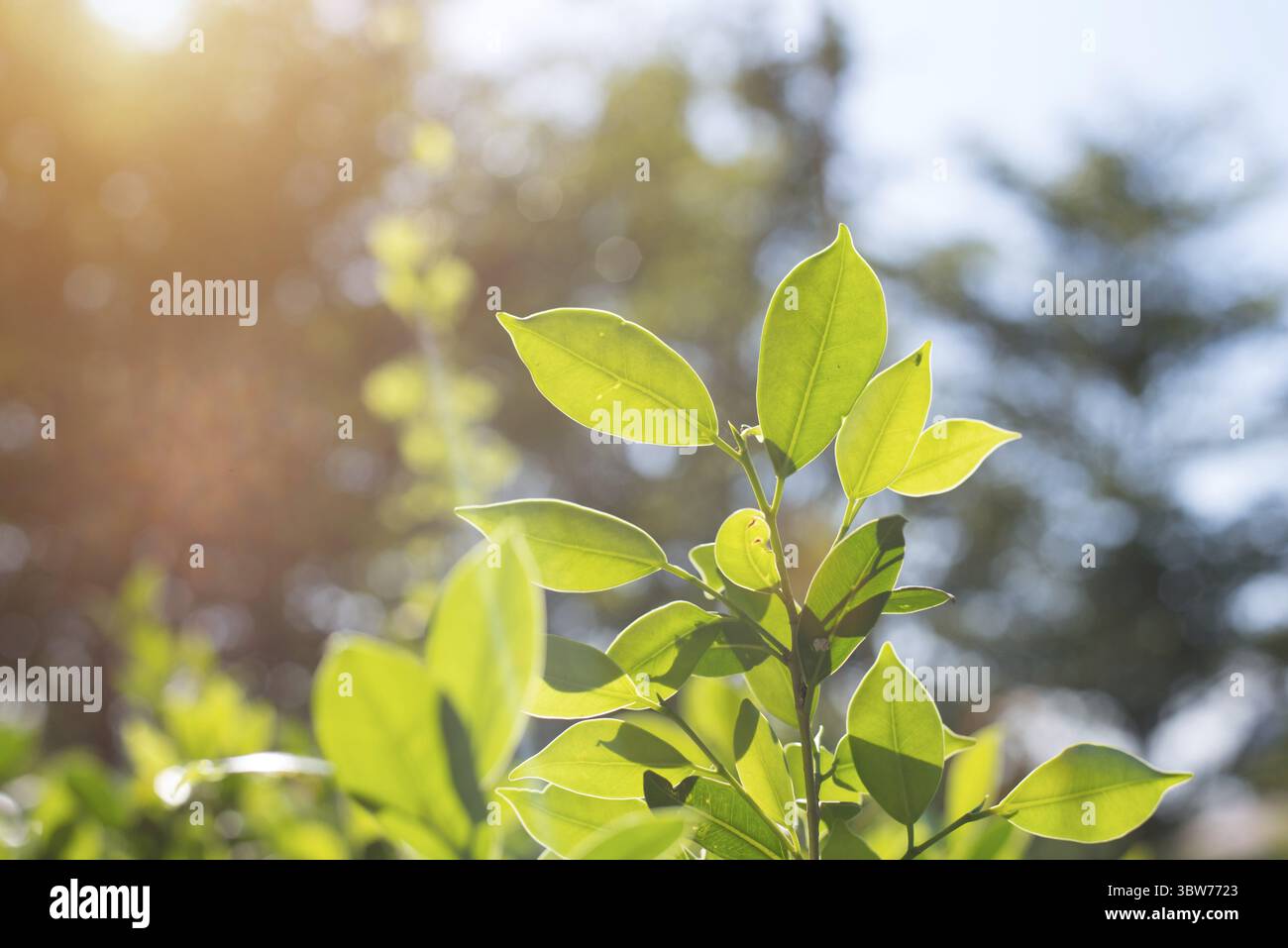 Grüne Blätter in der Natur. Happy Life in Morning and Environment Concept. Wald und Himmel. Pflanzen- und Baummotiv Stockfoto