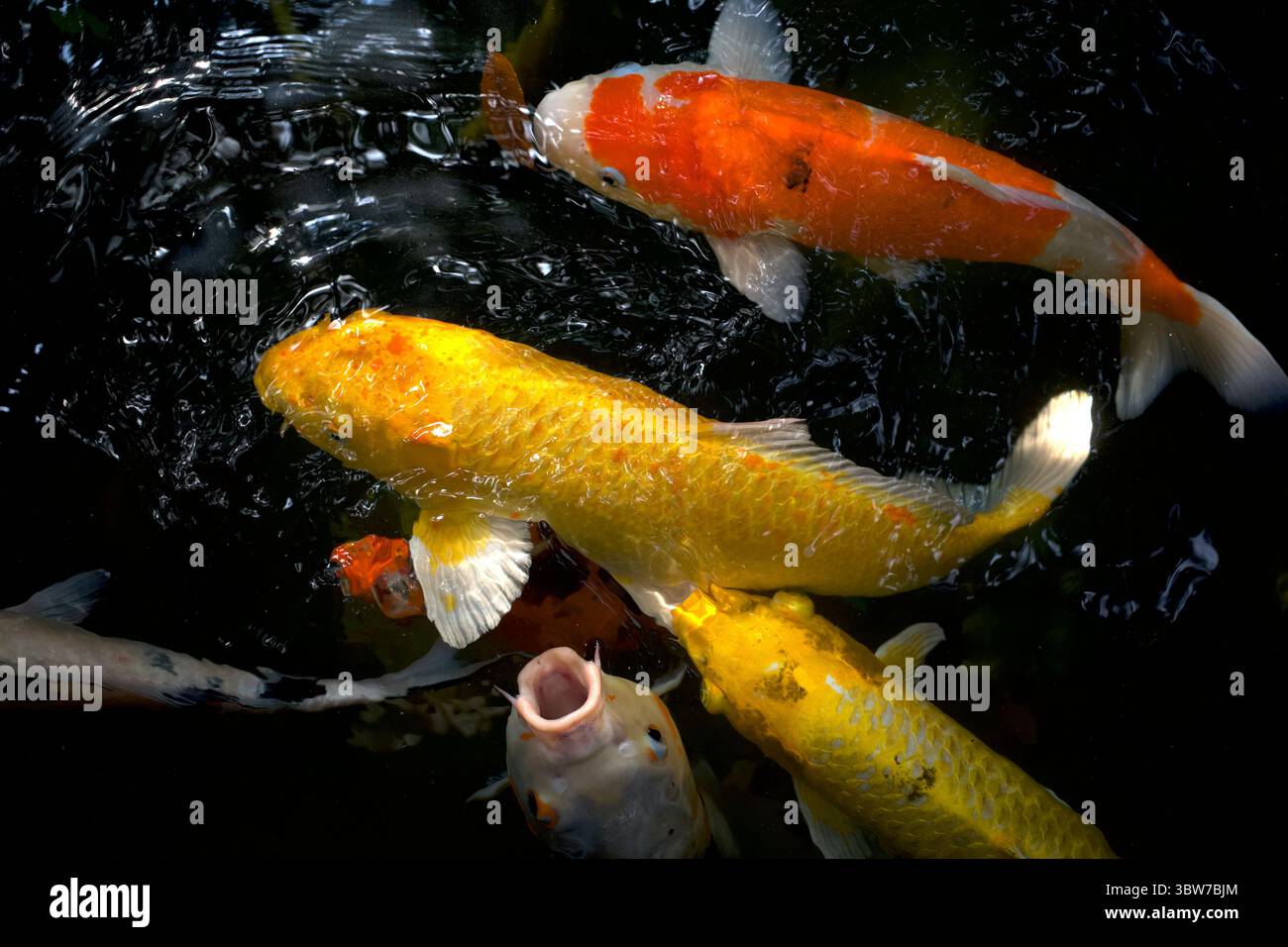 Koi-Fische, insbesondere Nishikigoi (Cyprinus rubrofuscus), bunte dekorative Fische in einem künstlichen Teich. Stockfoto
