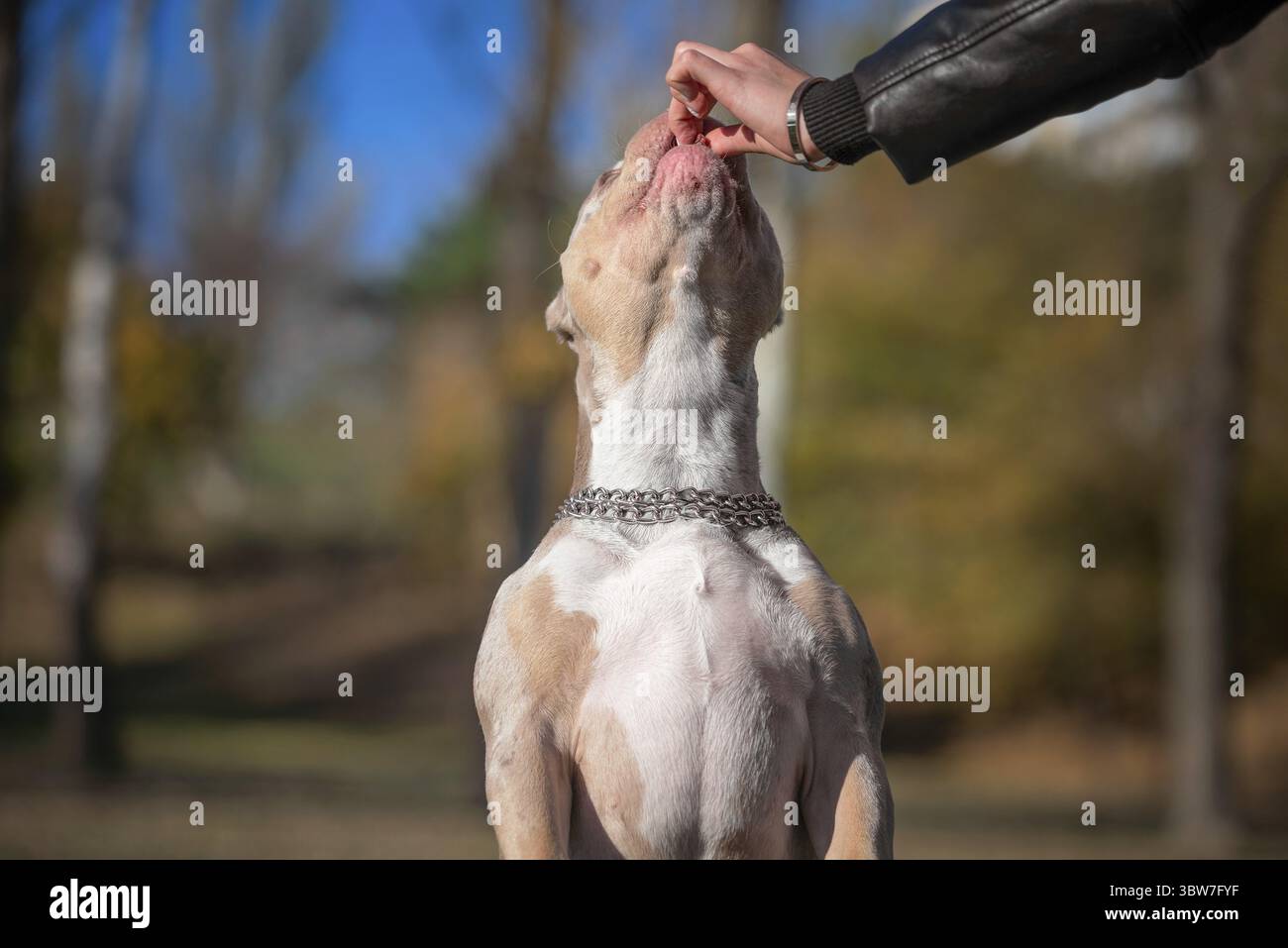 Ermutigung beim Training einer weiblichen Hand, die einen Hund der amerikanischen Tyrannerasse füttert Stockfoto