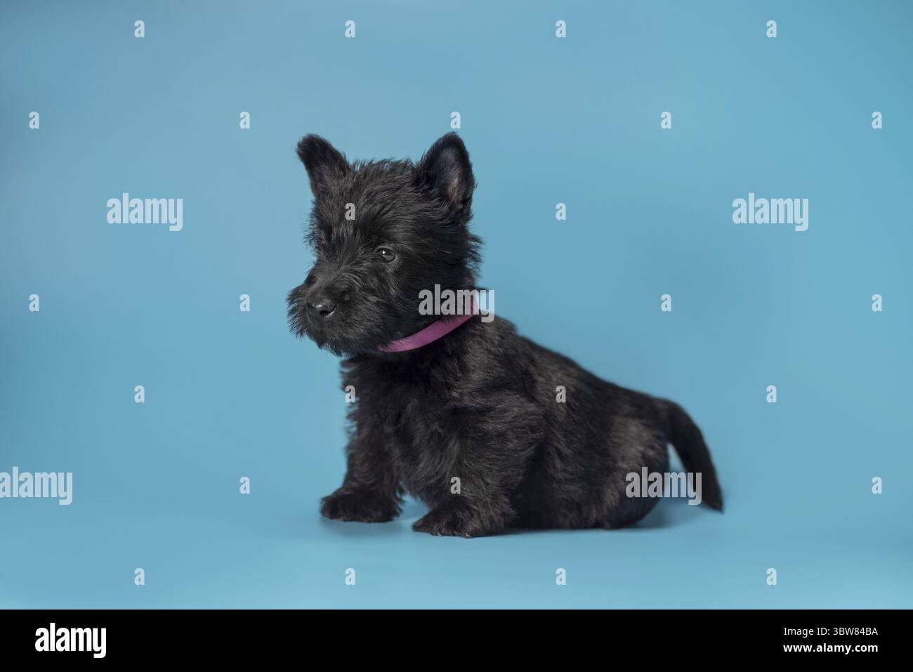 Schwarzer Scotch-Terrier-Welpe sitzt auf hellblauem Hintergrund Stockfoto