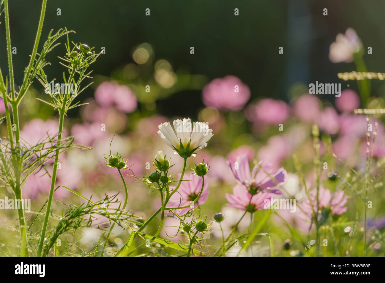 Feld der blühenden Kosmos Blumen, die im Morgensonnenlicht leuchten Stockfoto