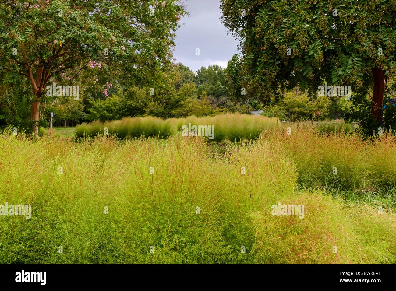 Zierrasenfeld umgeben von üppigen grünen Bäumen in einem Stadtpark Stockfoto