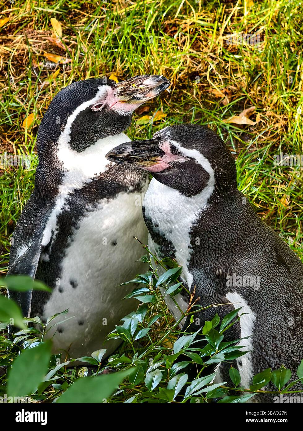 Niedliche Pinguine teilen einen süßen Moment in üppigem Grün - fesselnde Wildtierfotografie perfekt für Naturliebhaber, umweltfreundliche Werbeaktionen und ansprechende Social-Media-Inhalte Stockfoto