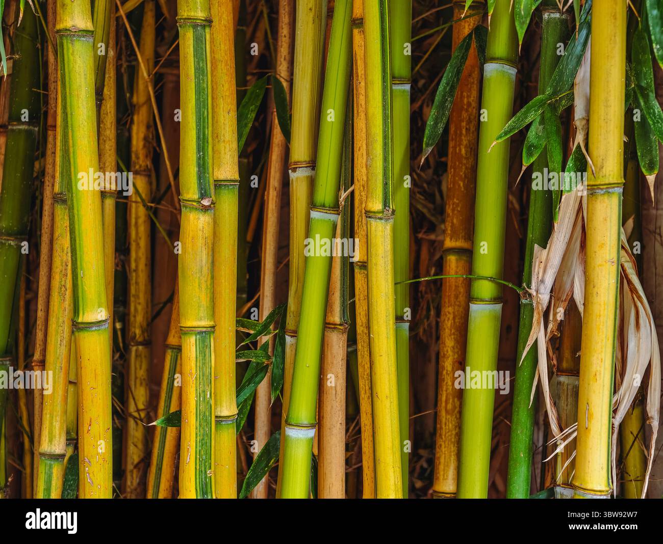 Bambusstiele aus nächster Nähe – natürliche grüne und gelbe Bambustextur, lebendiger, hochauflösender botanischer Hintergrund für Hintergrundbilder, Ökodesign, Web, Werbung, soziale Medien, und Marketing. Stockfoto