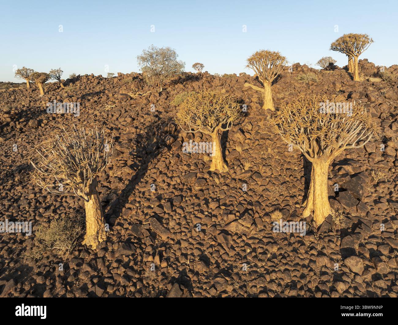 Blick aus der Vogelperspektive auf den Quiver Tree Forest, wo das goldene Licht das zerklüftete, felsige Gelände küsst und die unverwechselbare Silhouette jedes Baumes erleuchtet Stockfoto