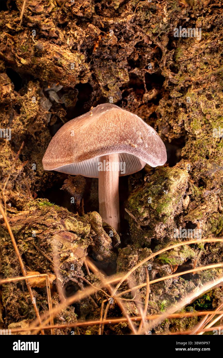 Nahaufnahme von oben auf einen Waldpilz, der auf feuchtem Boden mit Moos- und Kiefernnadeln wächst. Perfekt für pädagogische, biologische oder naturwissenschaftliche Hintergründe Stockfoto
