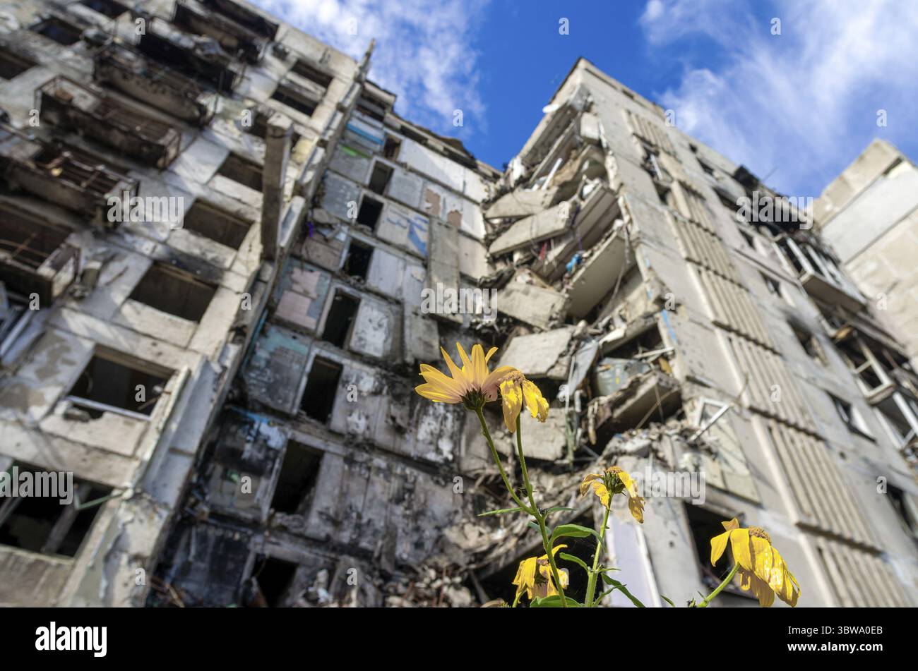 Gelbe Blumen vor dem Hintergrund eines zerstörten Hauses und eines blauen Himmels Krieg Ukraine Russland Stockfoto