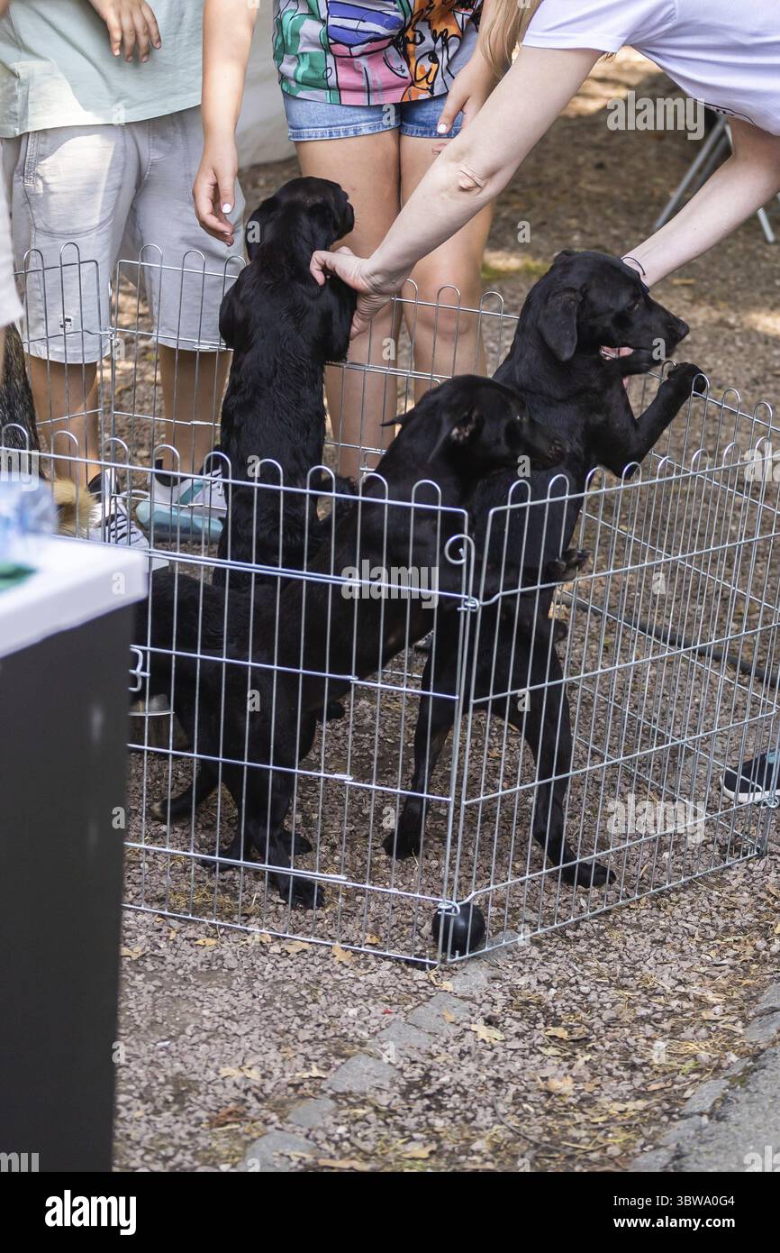 Eine Gruppe schwarzer Welpen in einem Metallstall interagiert mit Menschen, die Tier streicheln und mit ihm spielen. Menschliche Verbindung mit Ha Stockfoto