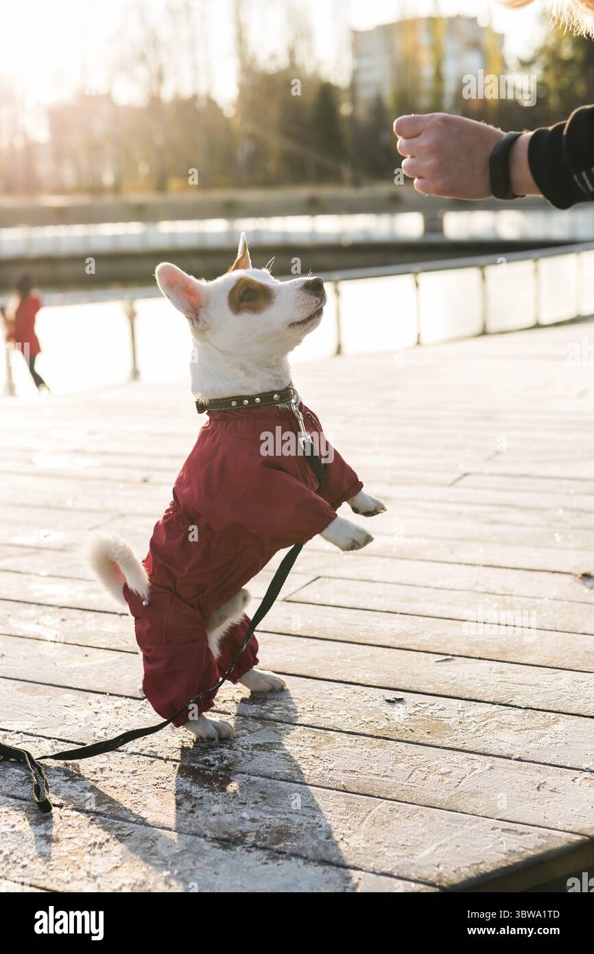 Frau trainiert Welpen Jack russell Terrier im Herbst- oder Winterpark und gibt Leckereien für Hund, der auf Hinterbeinen steht, seitliche Ansicht. Gehorsamstraining für Hunde c Stockfoto
