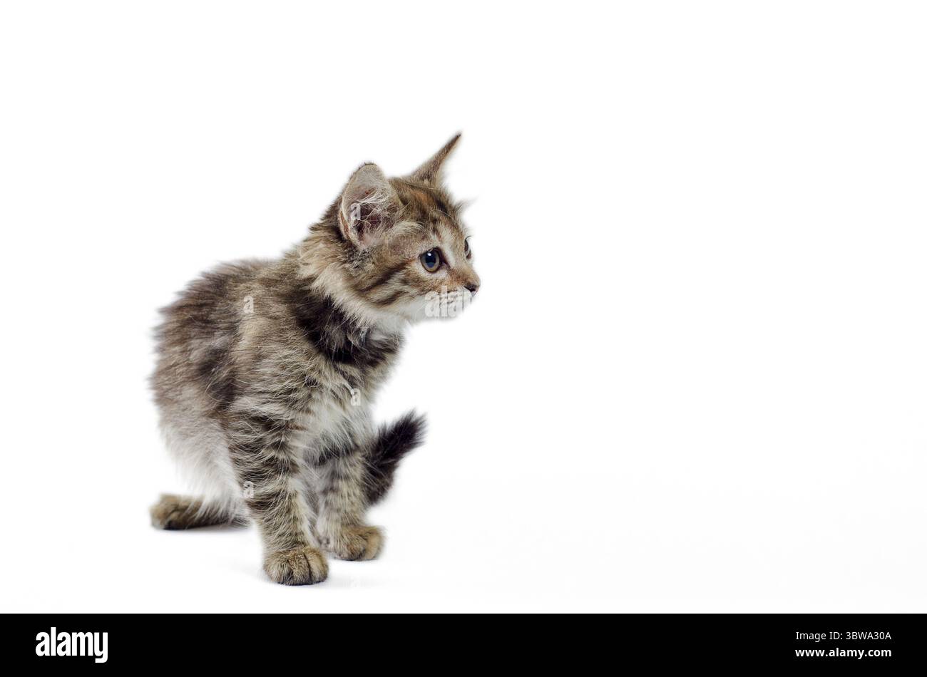 Flauschige Kätzchen Alarm auf weißem Hintergrund isoliert Stockfoto