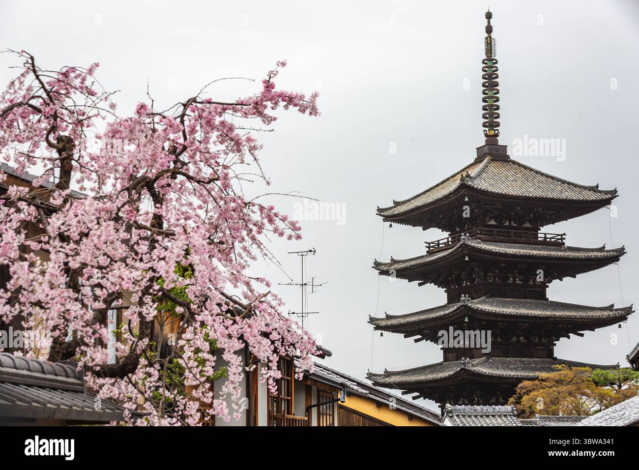 Kyoto's Yasaka Pagode, ein beeindruckendes fünfstöckiges Holzgebäude, steht majestätisch neben einem Kirschblütenbaum in voller Blüte. Diese fesselnde Szene Stockfoto