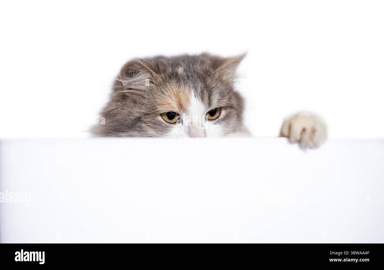 Erwachsene Mischling langhaarige Katze, die hinter einer weißen Trennwand herausguckt Stockfoto