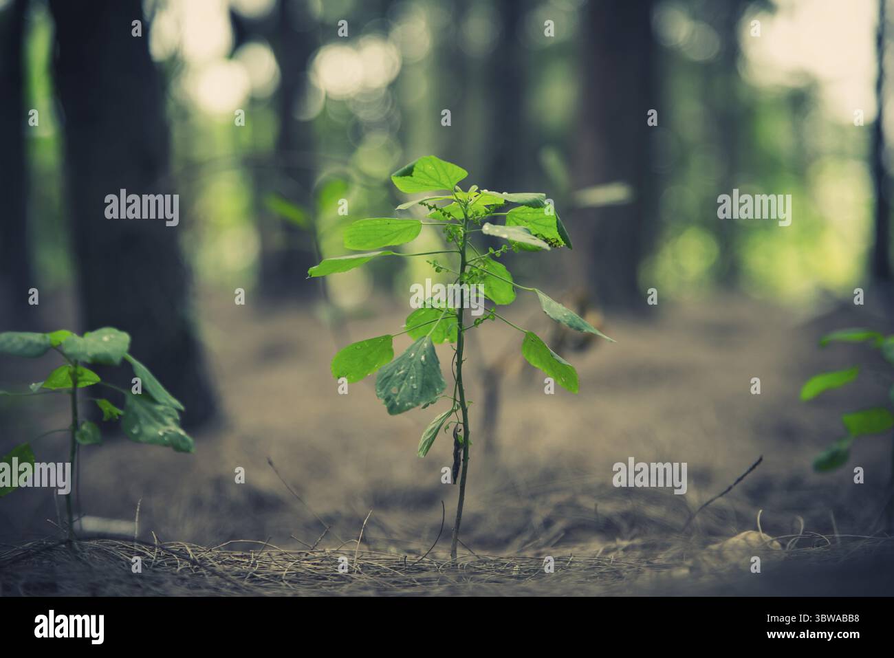 Nahaufnahme einer kleinen Pflanze, die im Wald aufleuchtet. Beginnskonzept. Natur- und Landschaftsthema Stockfoto