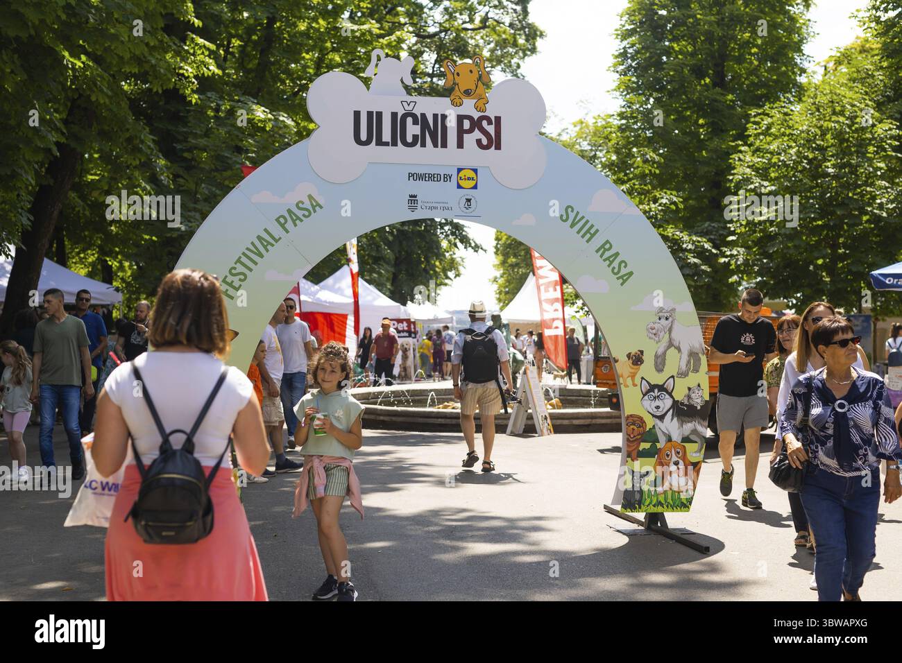 18. Juni 2023 Belgrad, Serbien - reinrassige Hunde und Straßenhunde. PET Festival im Stadtpark an einem hellen sonnigen Tag im Kalemegdan Park. Hundeschau Stockfoto