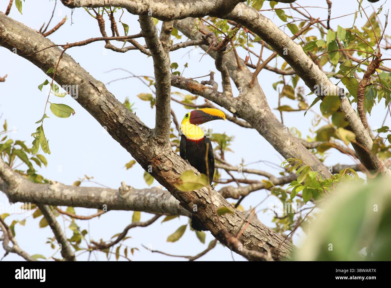 Gelbkehlentoucan - Ramphastos ambiguus Stockfoto Gelbkehlentoucan - Ramphastos ambiguus Stockfoto