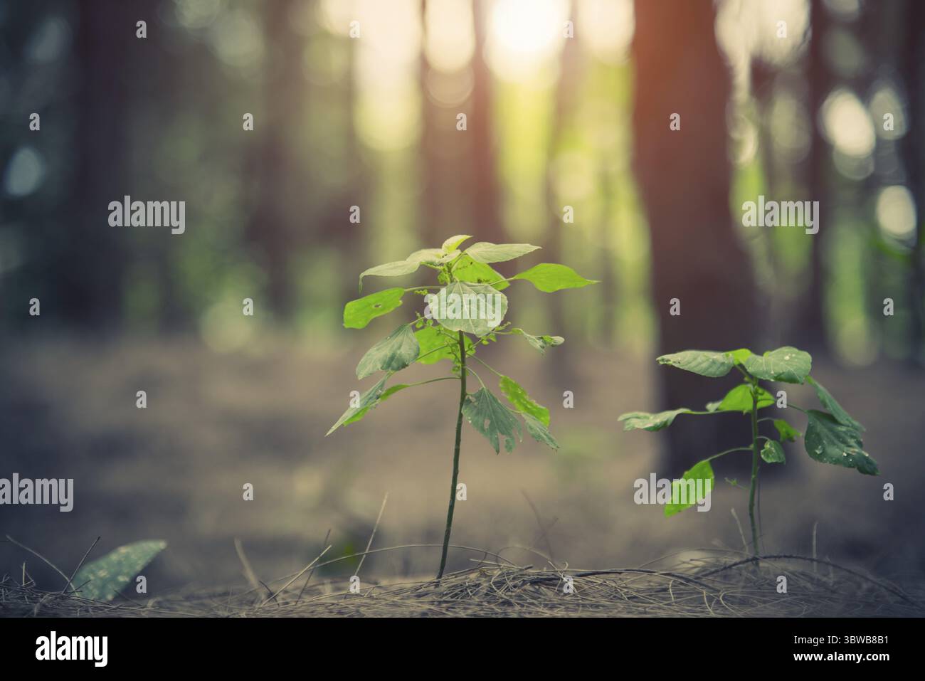 Nahaufnahme einer kleinen Pflanze, die im Wald aufleuchtet. Beginnskonzept. Natur- und Landschaftsthema Stockfoto