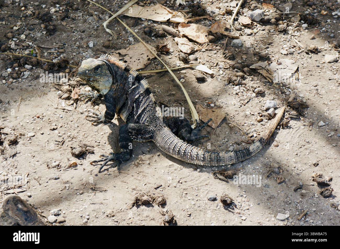Black Stachelschwanz Iguana auf Dry Ground, Tulum, Mexiko Stockfoto