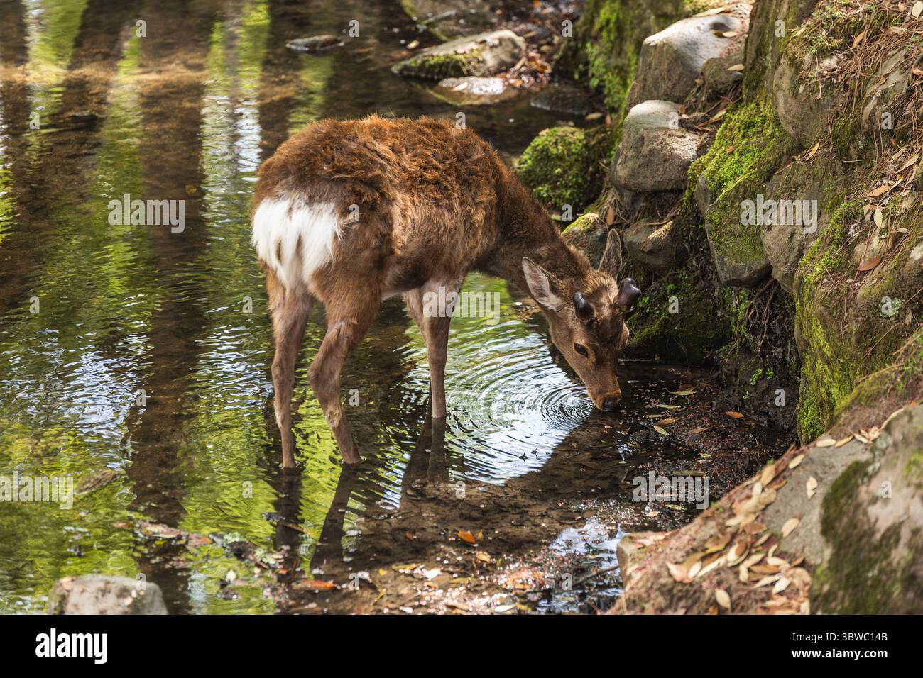 Junge sika-Hirsche trinken aus einem ruhigen Bach im Nara Park, Japan. Der braune Mantel bildet einen schönen Kontrast zum weißen Patch auf der Rückseite. Friedlich Stockfoto